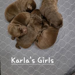 Girl 5 - Chocolate female Labrador Retriever puppy in Dartmouth, Massachusetts from Dolce Amore Labradors