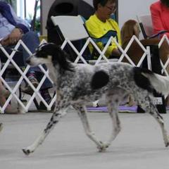 Saluki All Grown Up from Shasei