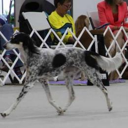 Saluki All Grown Up from Shasei