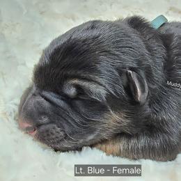Lt Blue - Black and tan female German Shepherd puppy in Tony, Wisconsin from Muddy Acres German Shepherds