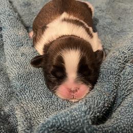 Shih Tzu Puppies from Willow Lane Shih Tzus