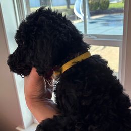 Yellow Collar - Black female Poodle puppy in Henagar, Alabama from Windy Oak Kennels