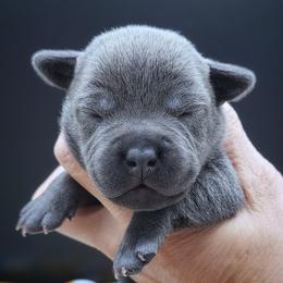 Pumpkin - Blue female Staffordshire Bull Terrier puppy in Dallas, Texas from Wild Blue Staffords