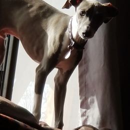 Italian Greyhounds from Moon Valley Italian Greyhounds