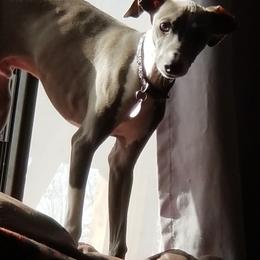 Italian Greyhounds from Moon Valley Italian Greyhounds