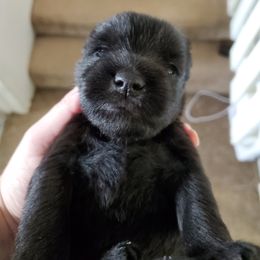 Miniature Schnauzer Puppies from Gerhauzer's Schnauzers