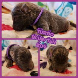 Turbo - Blue male German Shepherd puppy in Los Lunas, New Mexico from Mali's German Shepherds