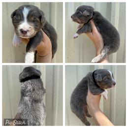 Boy 2 - Dilute blue male Australian Shepherd puppy in Iola, Texas from MK Aussies