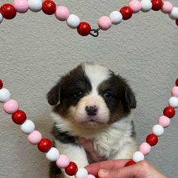 Slate - Blue male Pembroke Welsh Corgi puppy in Waco, Texas from The Comma Corgis