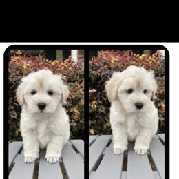Miniature Schnauzer Puppies from Pemberlyacres