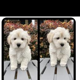 Miniature Schnauzer Puppies from Pemberlyacres