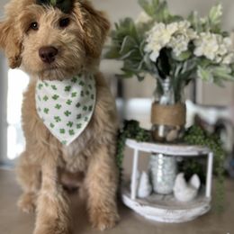 Ivy - Goldendoodle