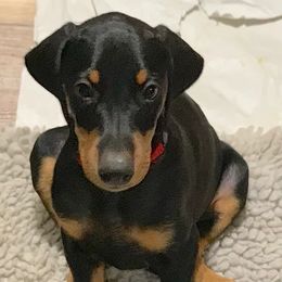 Doberman Pinschers and Great Danes from Whiskey Mac Dobermans