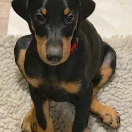 Doberman Pinschers and Great Danes from Whiskey Mac Dobermans