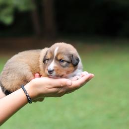 English Shepherd Puppies from Kefi Collie Co