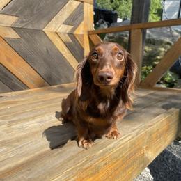 Marley - Dachshund