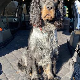 English Springer Spaniels from High Point Springers