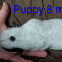 Comet - Blue male Australian Cattle Dog puppy in Morton, Illinois from KT Ranch ACDs