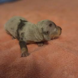 Dachshund puppies from Chelsie's Dachshunds
