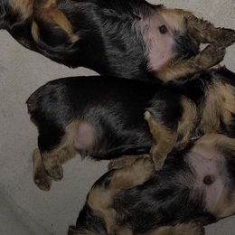 Yorkshire Terriers from Lanes-Scraps