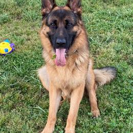 German Shepherds from Emert Farm