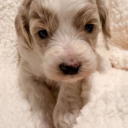 Cooper - Apricot male Cavapoo puppy in Redding, California from O’Hara  Doodles
