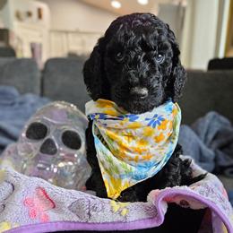 Zeus - Black male Goldendoodle puppy in Meridian, Idaho from Lucy's Golden Doodles