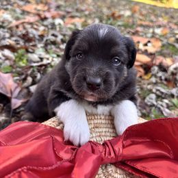 Coal - Black & white male Miniature Australian Shepherd puppy in Clarksville, Tennessee from Southern Oak Pups