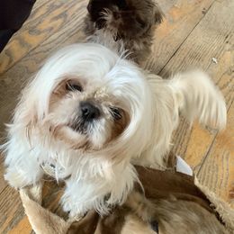 Pebbles - Shih Tzu