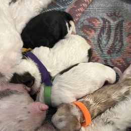 Australian Labradoodle puppies from Twin Sisters Doodles