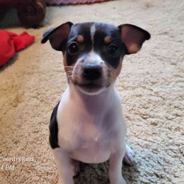 Rat Terrier Puppies from Country Rat Terriers