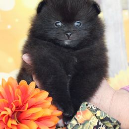 Bette Davis - Black female Pomeranian puppy in Fort Collins, Colorado from Gempoms