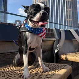 ZsaZsa - Boston Terrier