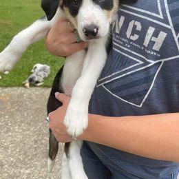 Border Collie Puppies from On Q Border Collies