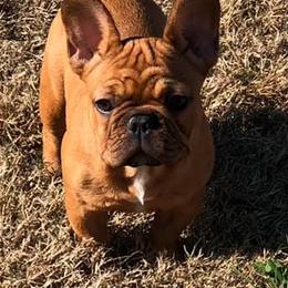 Boxers and French Bulldogs from Blissful Euro Boxers & French Bull Dogs