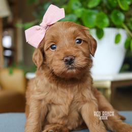 Bee - Red  female Goldendoodle puppy in Salado, Texas from Red Ranch Dogs