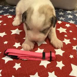 Miss Pink - White and badger female Great Pyrenees puppy in Idaho from Portneuf Range Pyrenees