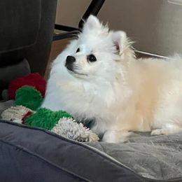 Pomeranians from Puppy Love Heaven