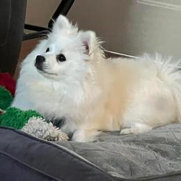Pomeranians from Puppy Love Heaven