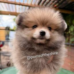 Morwen - Orange sable female Pomeranian puppy in Boca Raton, Florida from Poms of The Shire