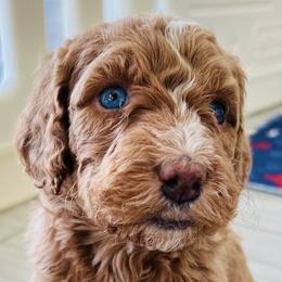 Bernedoodles and Goldendoodles from AzDoodle Dandies