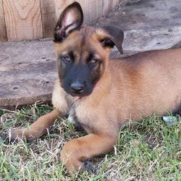 Belgian Malinois Puppies from Heavenly Firefly Belgian Malinois
