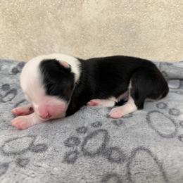 Forest - Black tri male Miniature American Shepherd puppy in Baker, Florida from East to Western Aussies