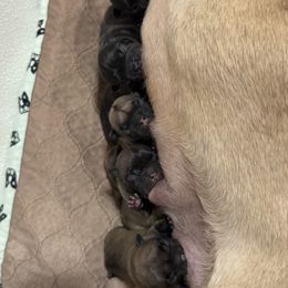 Boy 1 - Fawn male French Bulldog puppy in Washington, Pennsylvania from Crooked Pine French Bulldogs