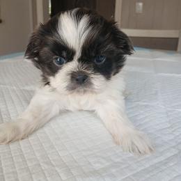 Ollie - Blue and white male Shih Tzu puppy in Brodnax, Virginia from K.B's