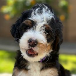 Payson - Tri-color female Bernedoodle puppy in Gilbert, Arizona from 5280 Bernedoodles