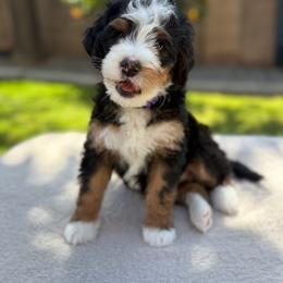 Payson - Tri-color female Bernedoodle puppy in Gilbert, Arizona from 5280 Bernedoodles