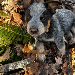 Australian Cattle Dog and Miniature Schnauzer Puppies from B & E Farms