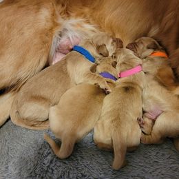 Golden Retriever Puppies from Wild Roost Goldens