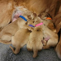 Golden Retriever Puppies from Wild Roost Goldens